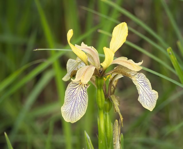 Chamaeiris foetidissima (=Iris foetidissima) / Giaggiolo puzzolente